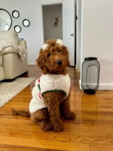 Shalom Goldendoodles Past Litters and happy forever Parents 16 1 225x300