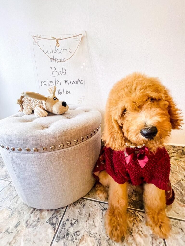 Shalom Goldendoodles Past Litters and happy forever Parents 8 1
