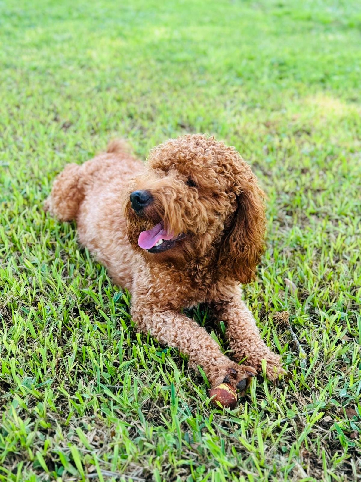 Meet the parents | Shalom Goldendoodles by Mary WhatsApp Image 2024 08 15 at 3.05.48 PM