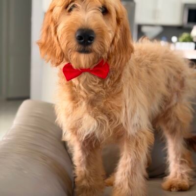 Home | Shalom Goldendoodles by Mary 834aebc4 2bfd 482a bbff e9e59807961c 1