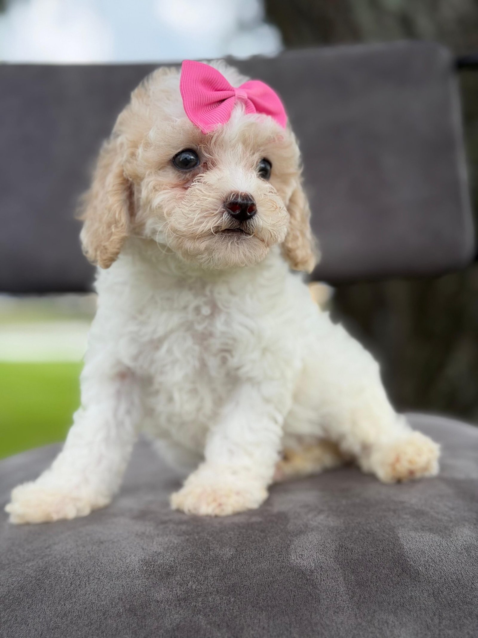 Cute and family-raised goldendoodle puppy for sale in Orlando.