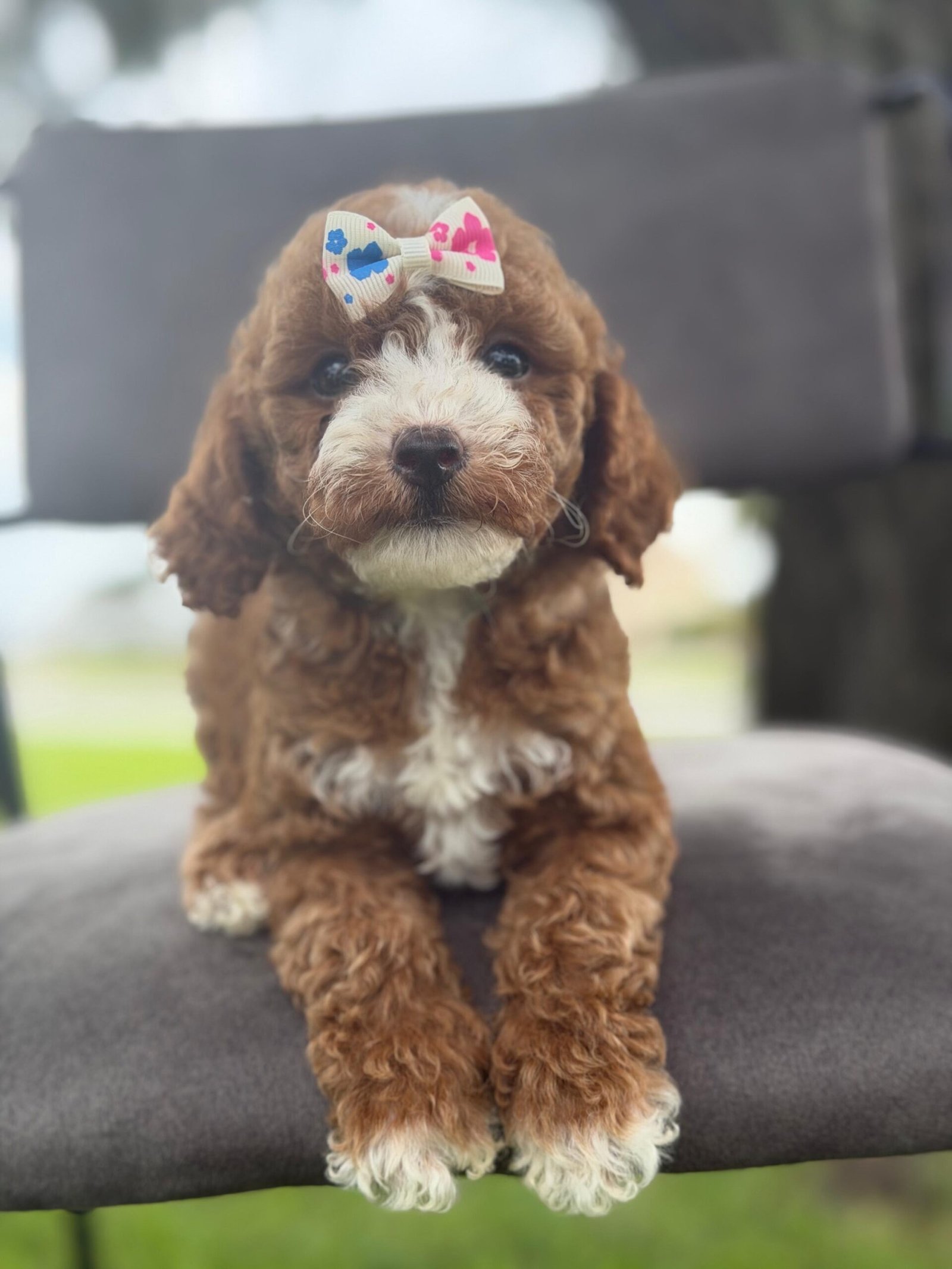 Cute and family-raised goldendoodle puppy for sale in Florida, West Palm Beach
