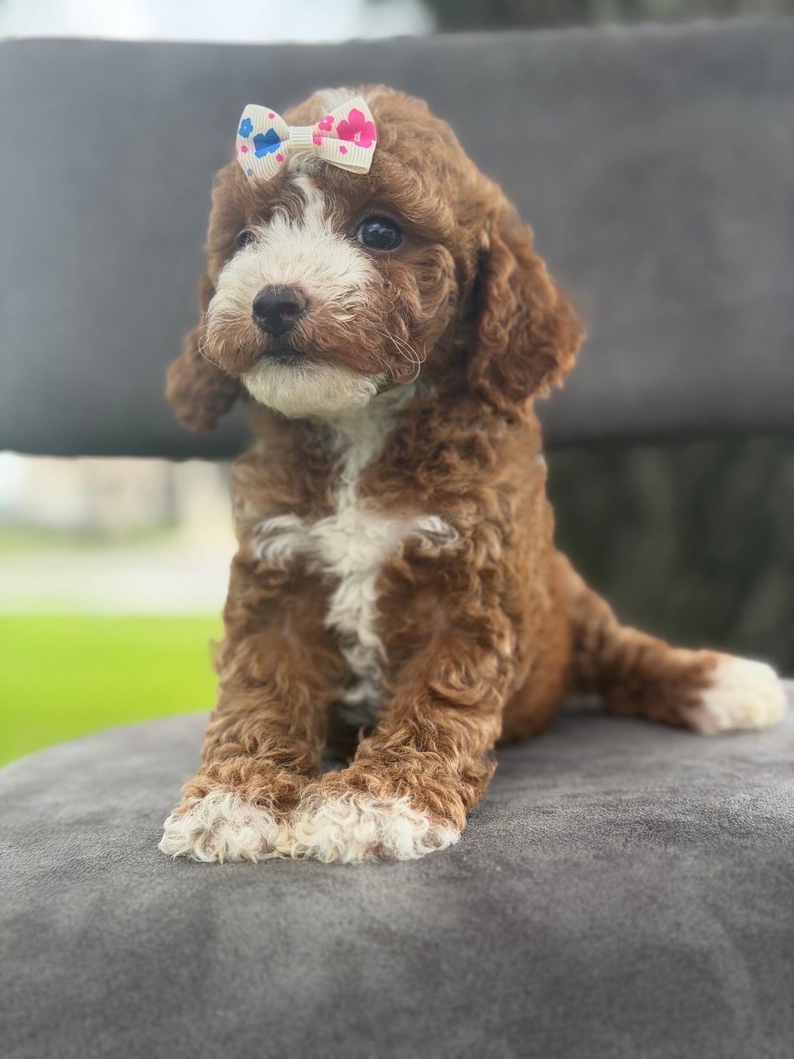 Why Goldendoodles Are the Ultimate Family Dog | Shalom Goldendoodles by Mary 1e8924d9 d26f 4551 95f2 d86935be61c5 scaled