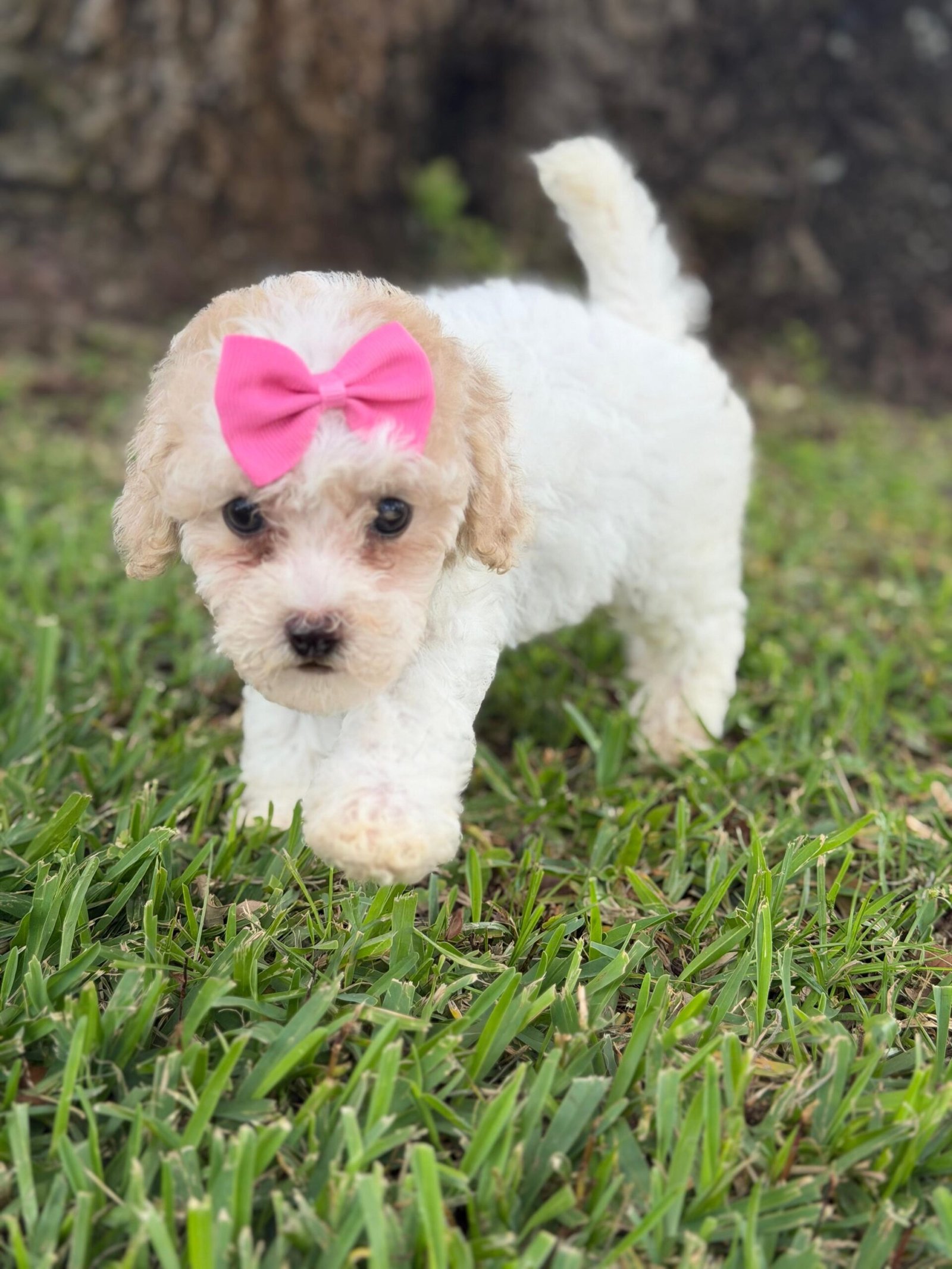 Cute and family-raised goldendoodle puppy for sale in Tampa