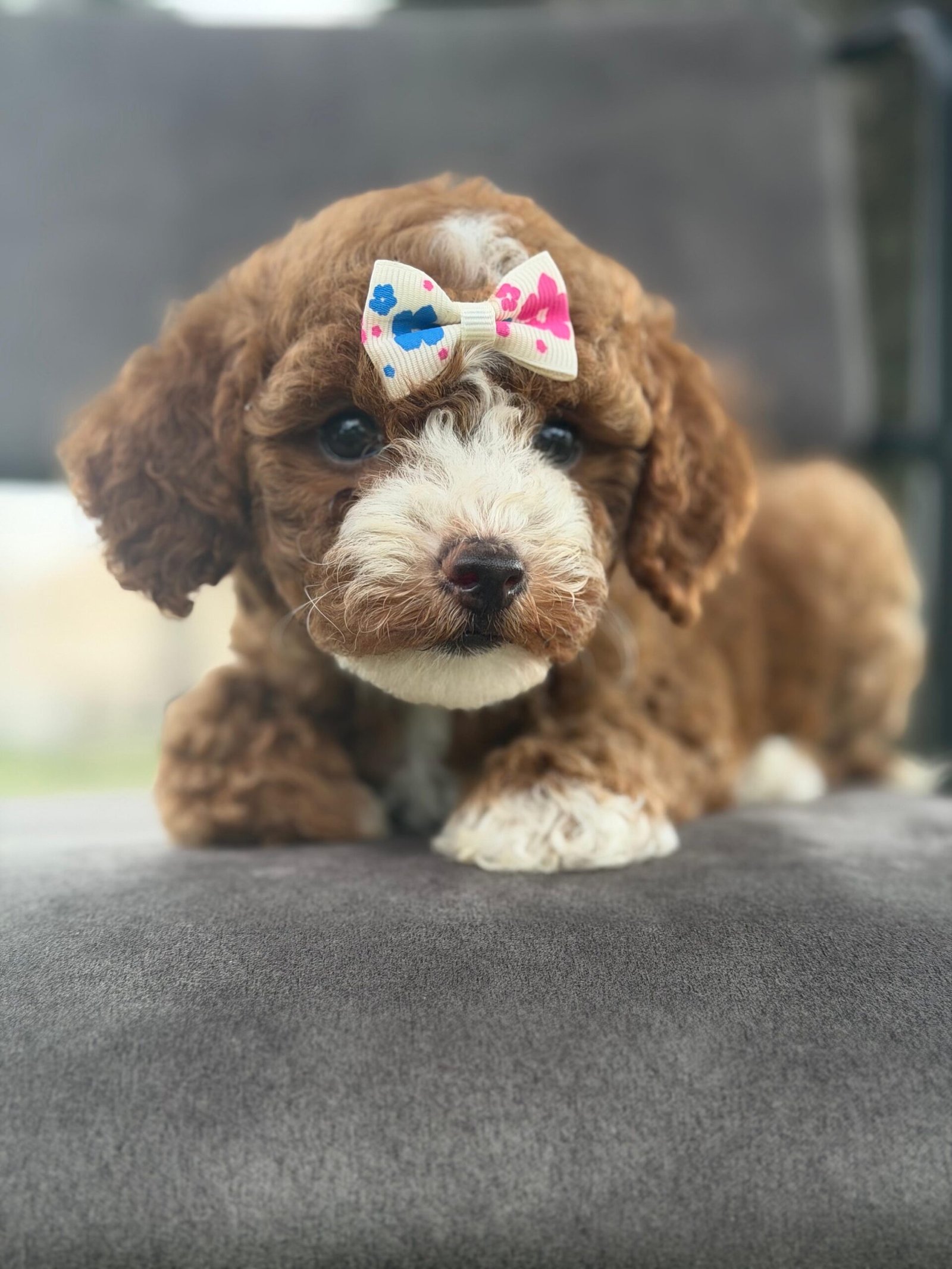 Goldendoodle Puppies for Sale in Naples, Florida | Shalom Goldendoodles by Mary Cute and family-raised goldendoodle puppy for sale in Naples, Florida
