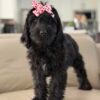 2acf9fe1 37ac 49bd b017 def67f14fe9c 1