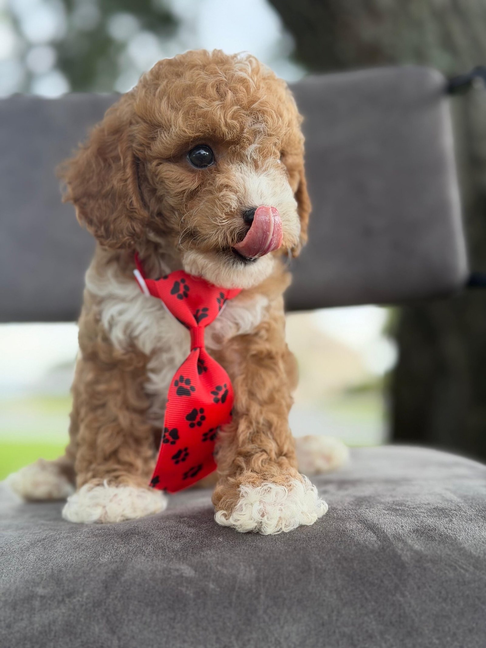 Goldendoodle Puppies for Sale in Sarasota | Shalom Goldendoodles by Mary Cute and family-raised goldendoodle puppy for sale in Sarasota