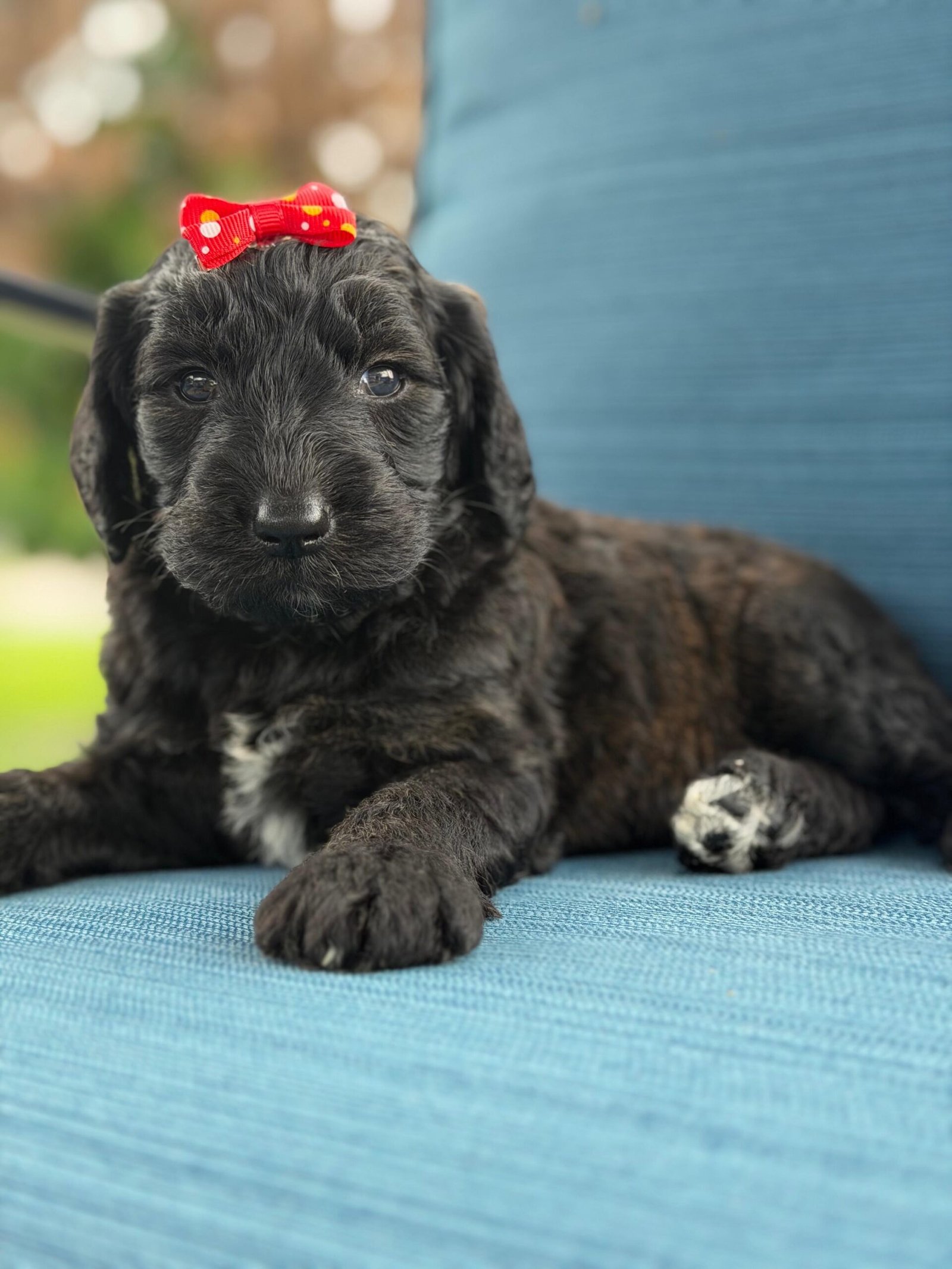 Cute and family-raised goldendoodle puppies for sale in Miami.