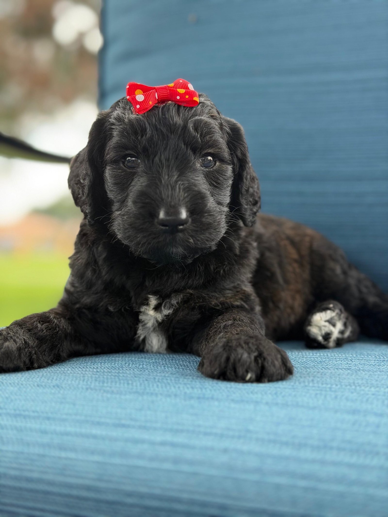 Cute and family-raised goldendoodle puppy for sale in Tampa