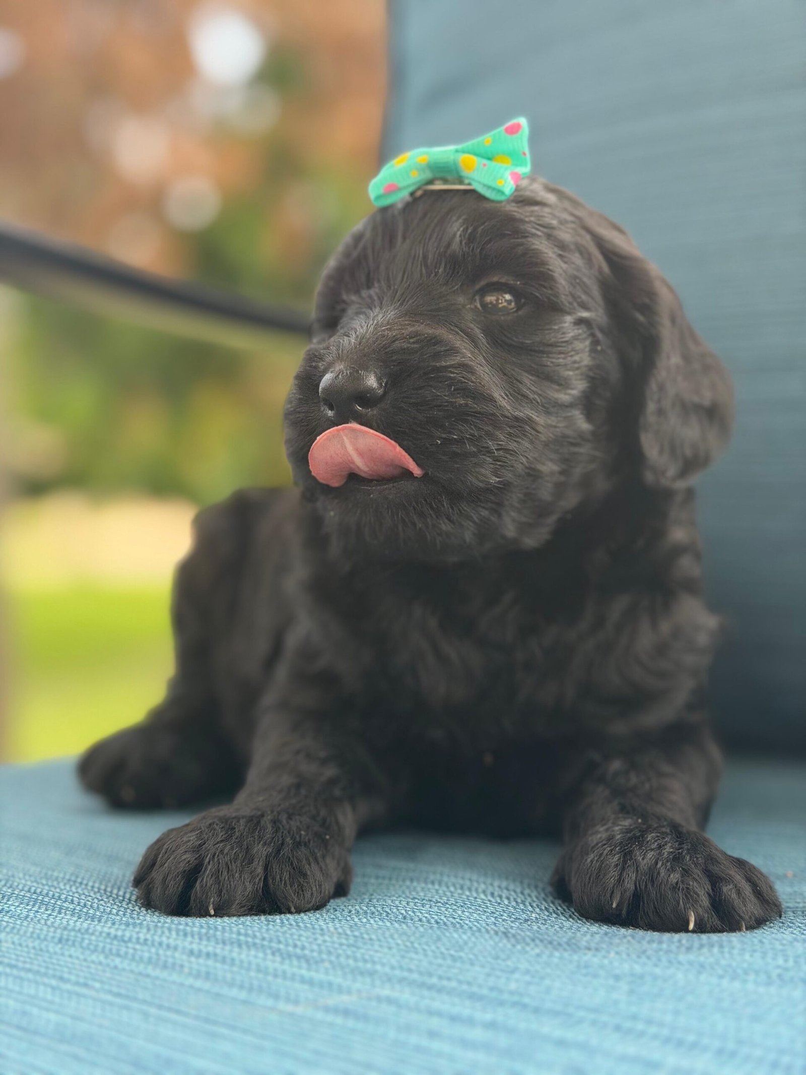 Cute and family-raised goldendoodle puppy for sale in Tampa