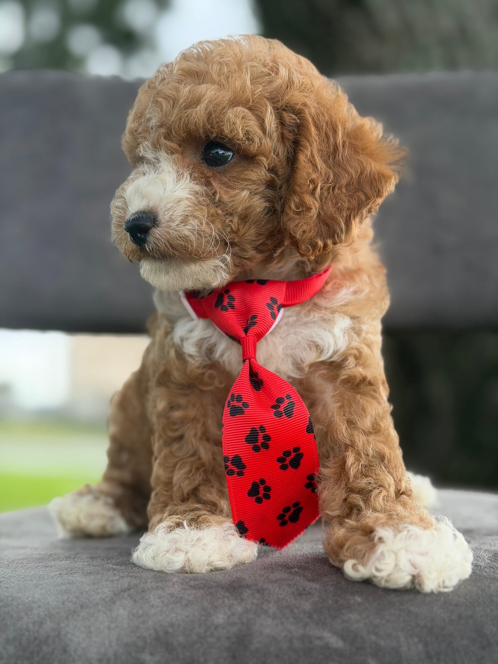 Cute and family-raised goldendoodle puppy for sale in Florida, West Palm Beach
