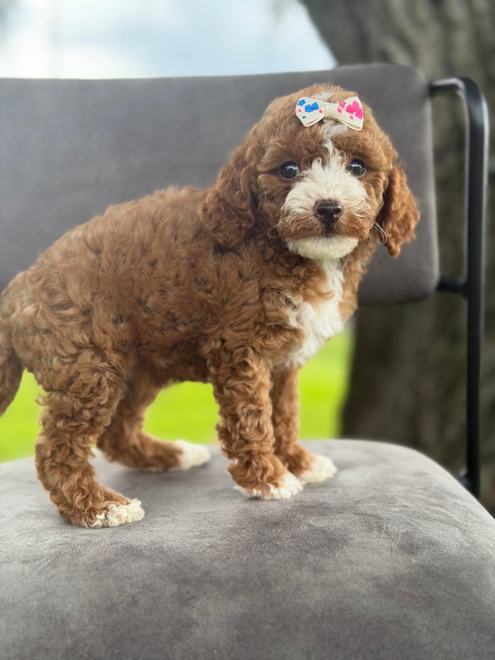 Goldendoodle Puppies for Sale in Pensacola, FL | Shalom Goldendoodles by Mary Cute and family-raised goldendoodle puppy for sale in Pensacola, FL