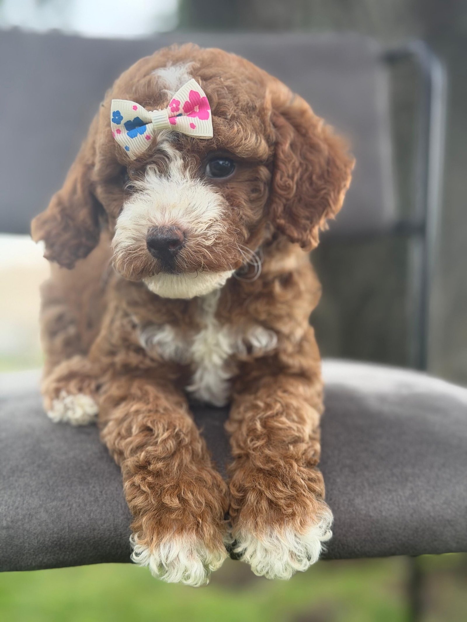 Cute and family-raised goldendoodle puppy for sale in Tampa