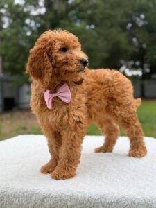 Introduction to Golden Doodles: The Perfect Family Pet | Shalom Goldendoodles by Mary 54af3078 18ec 4d6f b75c 737576e4c956 2 225x300
