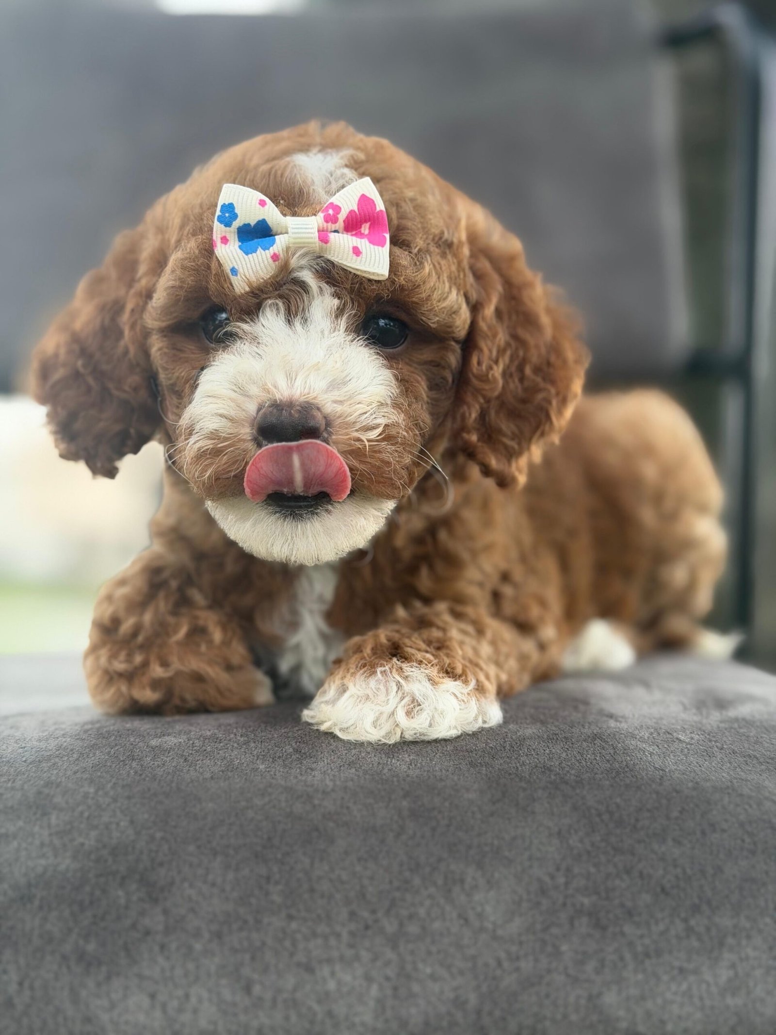 Cute and family-raised goldendoodle puppies for sale in Miami.