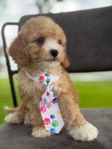 Introduction to Golden Doodles: The Perfect Family Pet | Shalom Goldendoodles by Mary 601ba4b7 47b0 476a 836b e232dea8649d 225x300
