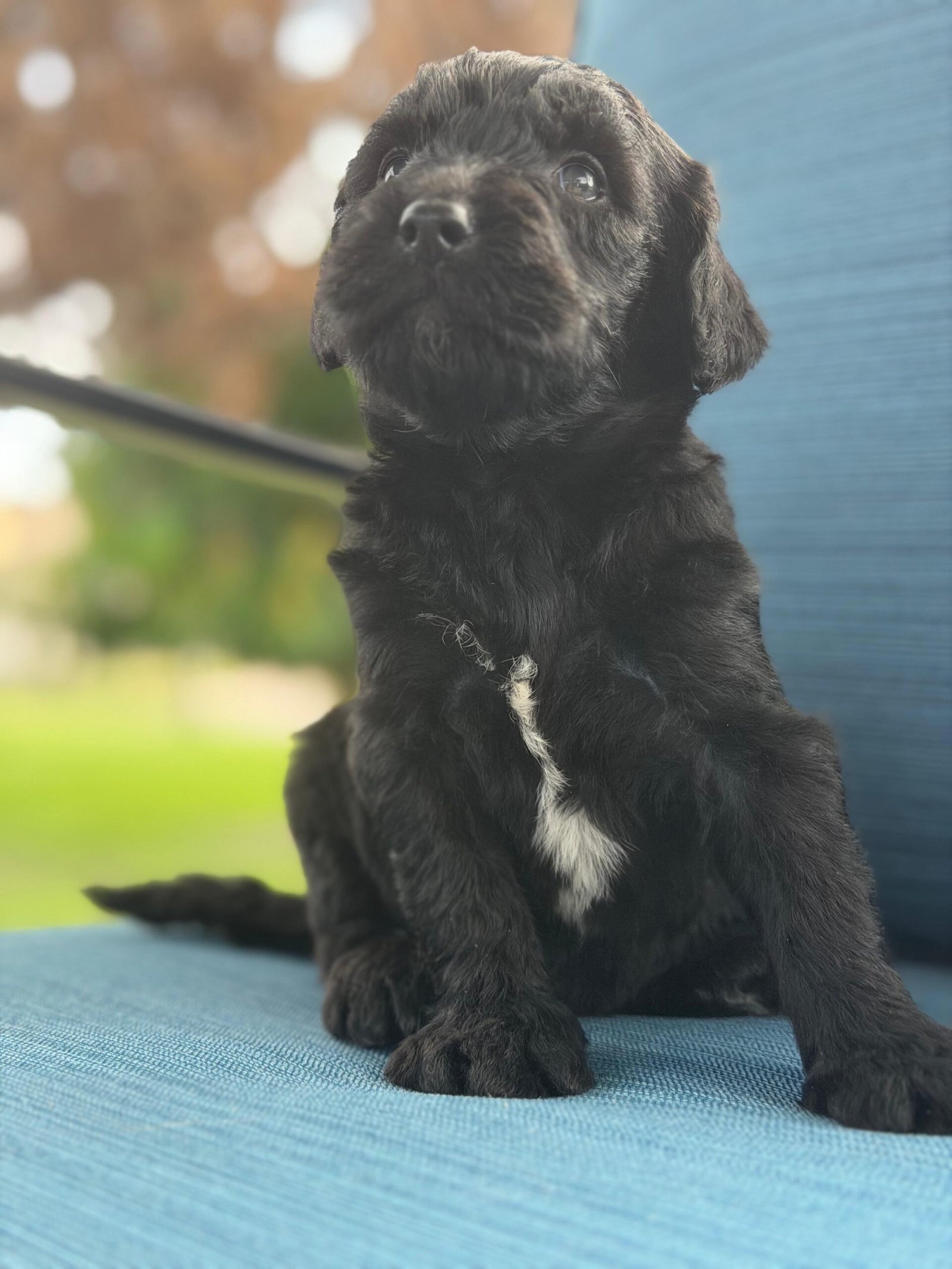 Cute and family-raised goldendoodle puppy for sale in Orlando.