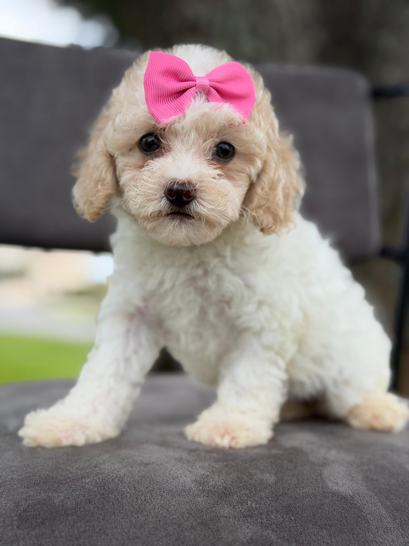 Goldendoodle Puppies for Sale in Boca Raton, FL | Shalom Goldendoodles by Mary Cute and well-raised goldendoodle puppies for sale in Boca Raton, FL.