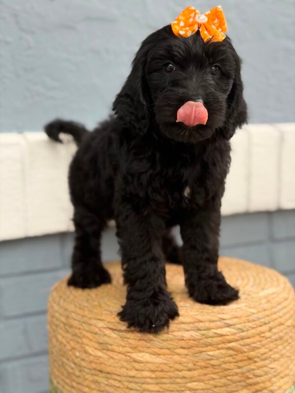 74494f20 10d8 4e9c b221 78c069354633 1 scaled