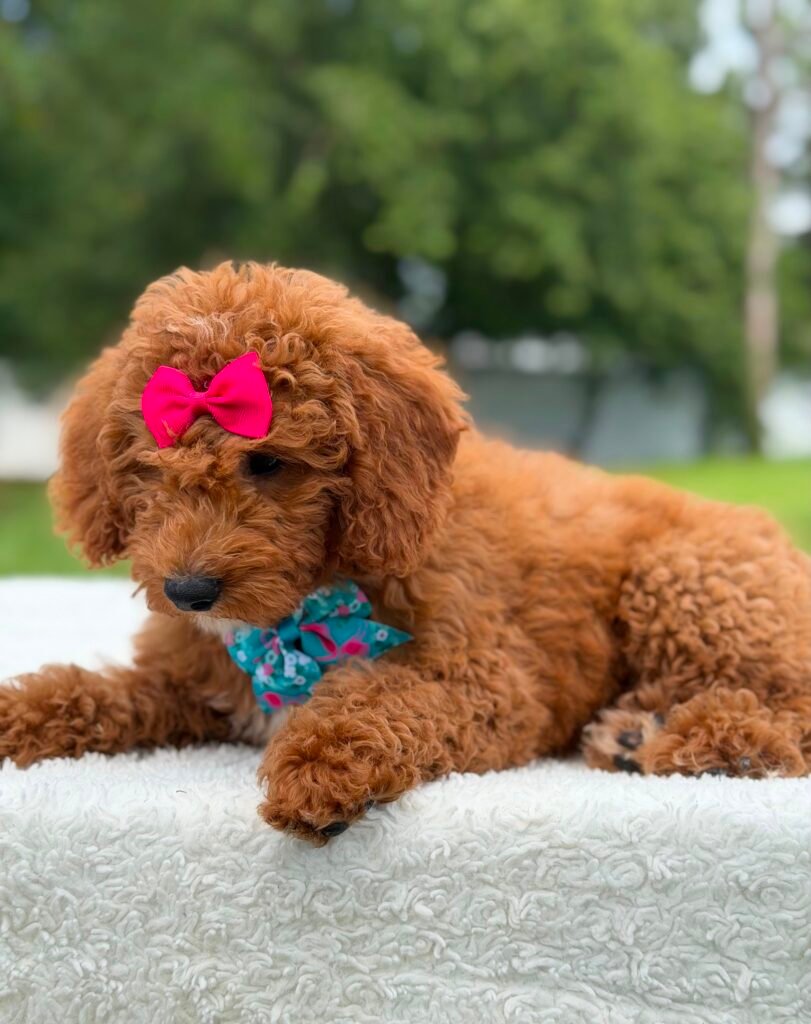 How to Find the Best Mini Goldendoodle Breeder in Miami, FL | Shalom Goldendoodles by Mary Mini Goldendoodle breeder in Miami FL