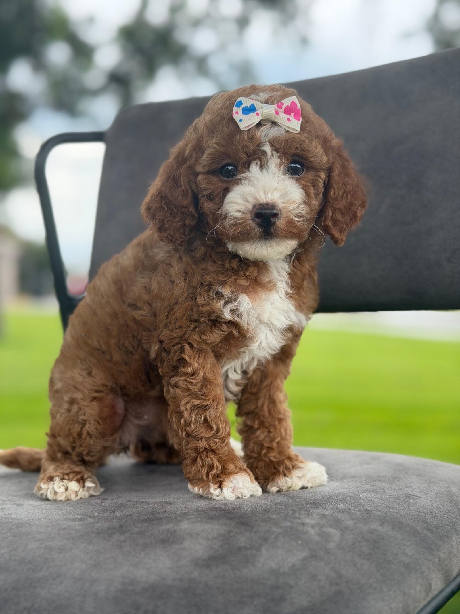 Goldendoodle Puppies for Sale in Naples, Florida | Shalom Goldendoodles by Mary Cute and family-raised goldendoodle puppy for sale in Naples, Florida