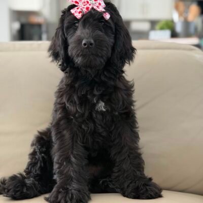 Home | Shalom Goldendoodles by Mary 83356c9c a49d 4d91 81e7 83022c4b3ff7 1
