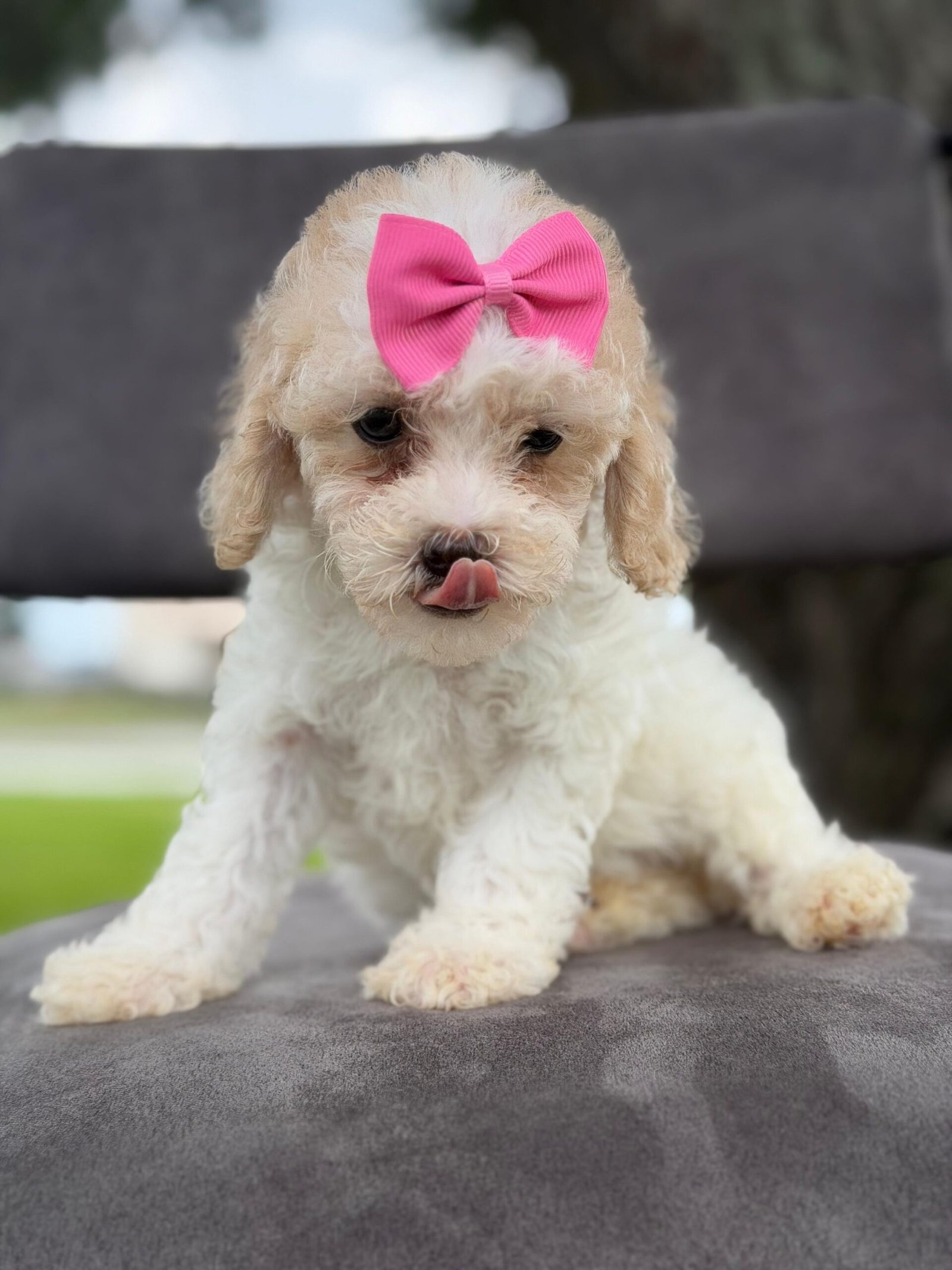 Goldendoodle Puppies for Sale in Pensacola, FL | Shalom Goldendoodles by Mary Cute and family-raised goldendoodle puppy for sale in Pensacola, FL