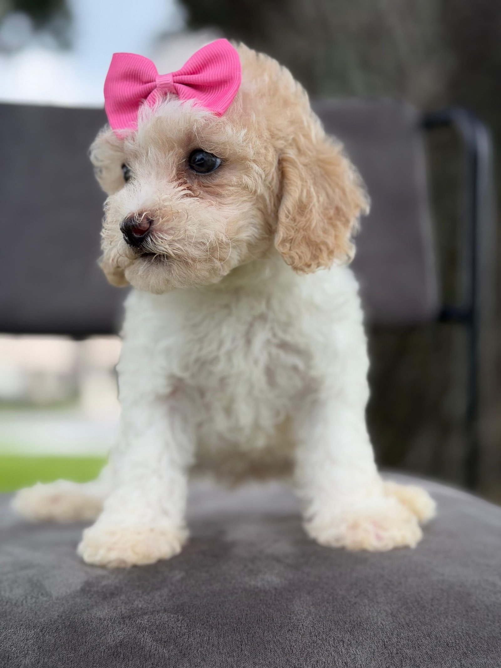 Goldendoodle Puppies for Sale in Sarasota | Shalom Goldendoodles by Mary Cute and family-raised goldendoodle puppy for sale in Sarasota