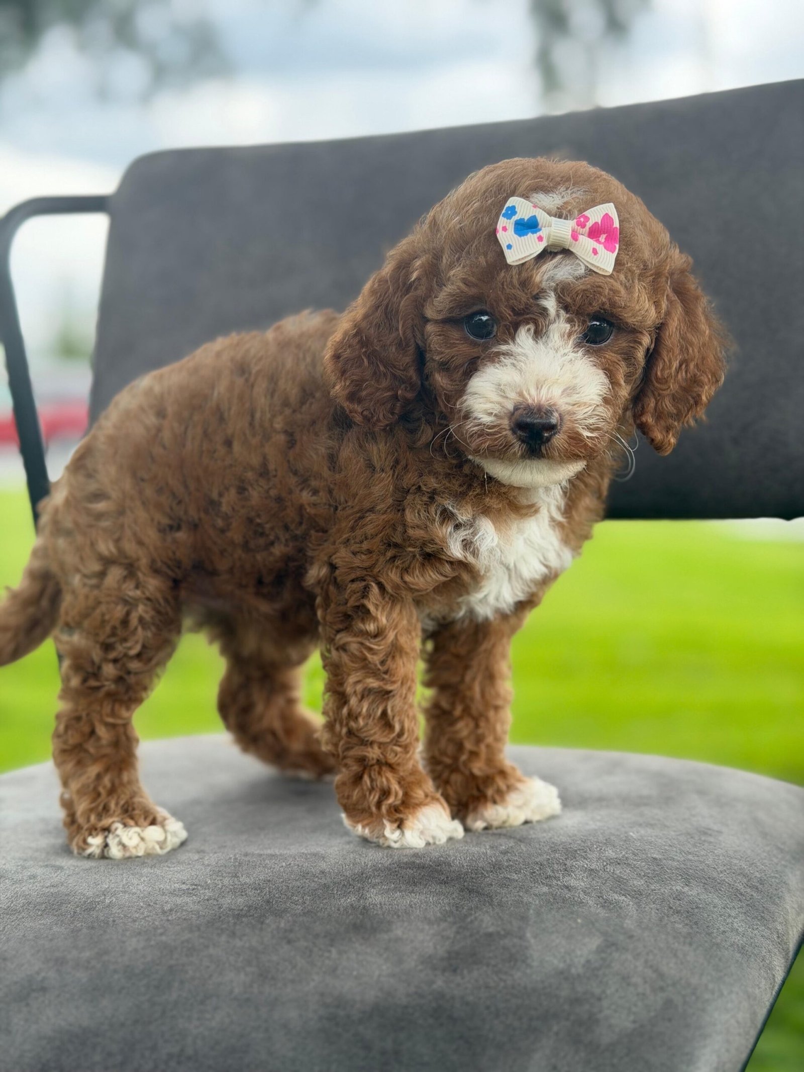 Goldendoodle Puppies for Sale in Boca Raton, FL | Shalom Goldendoodles by Mary Cute and well-raised goldendoodle puppies for sale in Boca Raton, FL.