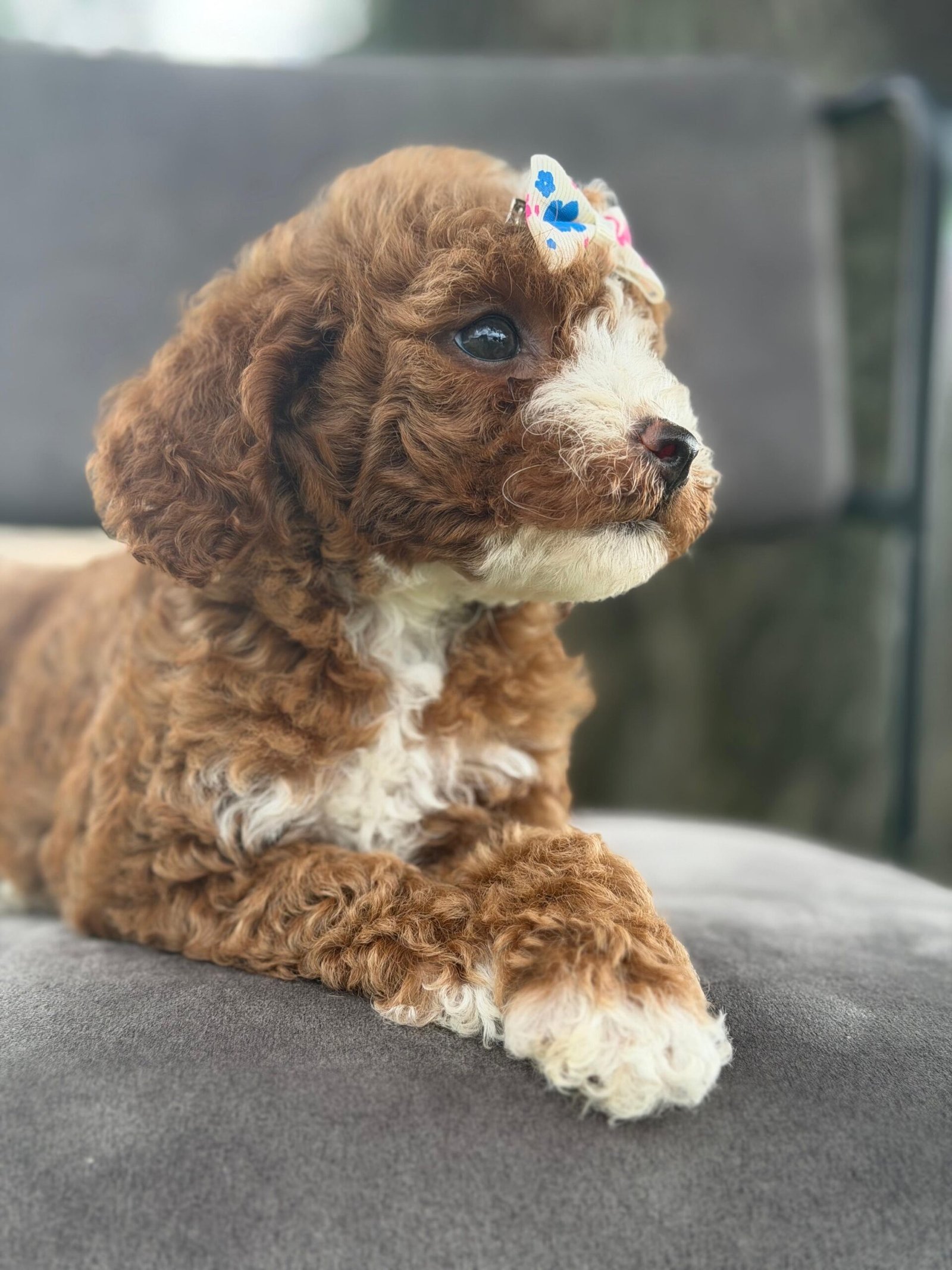 Goldendoodle Puppies for Sale in Pensacola, FL | Shalom Goldendoodles by Mary Cute and family-raised goldendoodle puppy for sale in Pensacola, FL