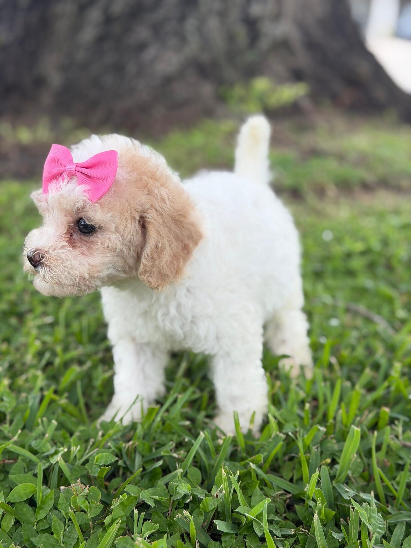 Cute and family-raised goldendoodle puppy for sale in Florida, West Palm Beach