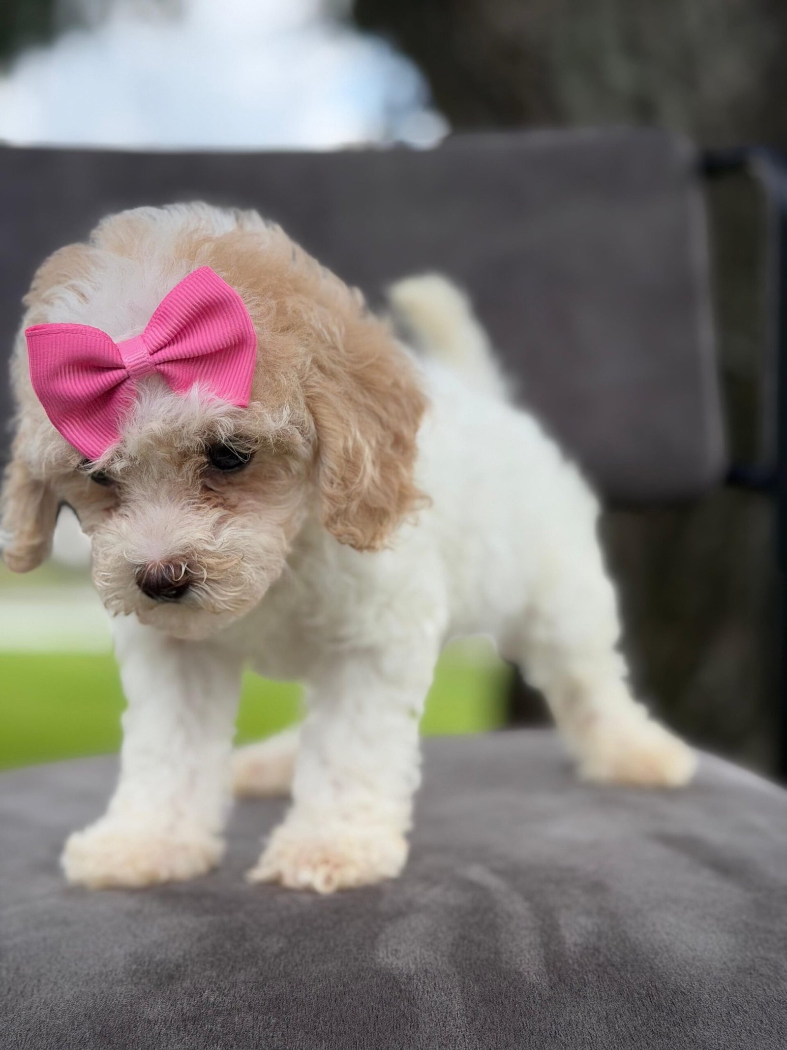 Cute and family-raised goldendoodle puppies for sale in Miami.