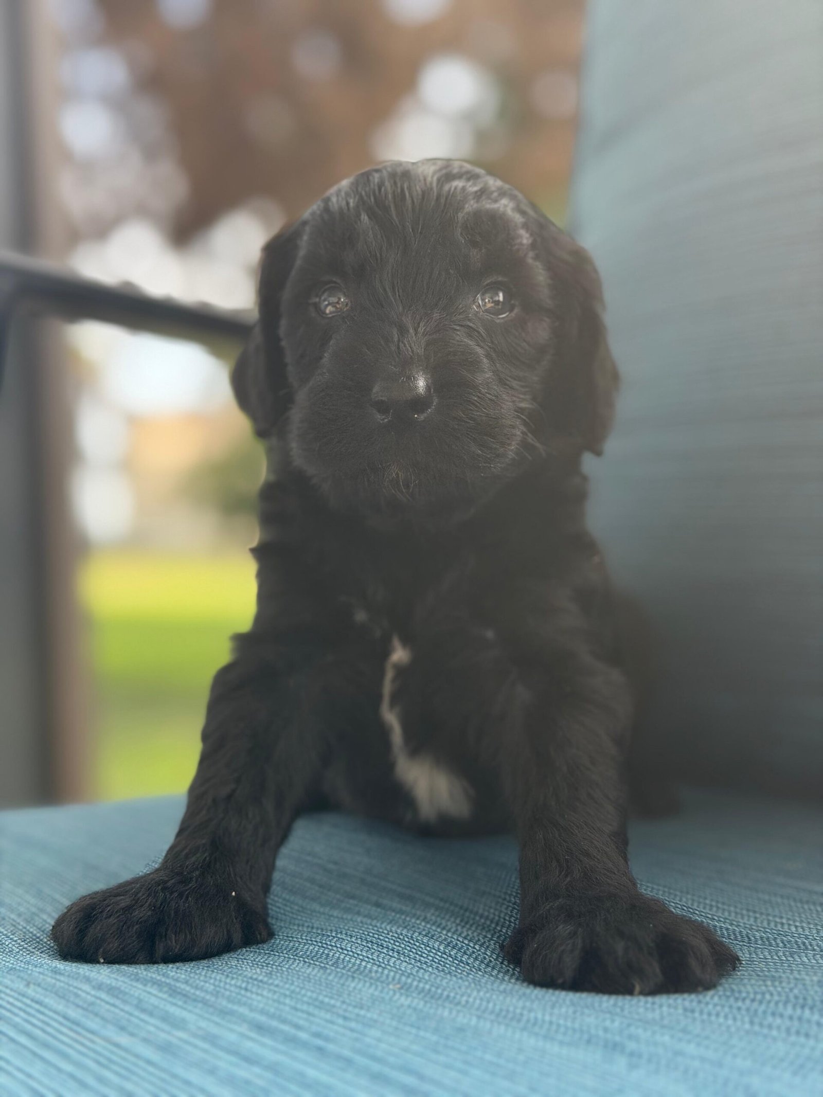 Goldendoodle Puppies for Sale in Pensacola, FL | Shalom Goldendoodles by Mary Cute and family-raised goldendoodle puppy for sale in Pensacola, FL