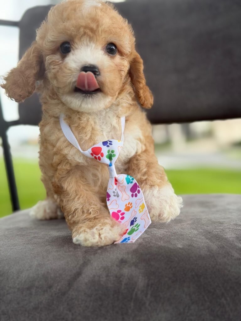 Why Does Choosing an Experienced Goldendoodle Breeder Matter | Shalom Goldendoodles by Mary Goldendoodle Breeder