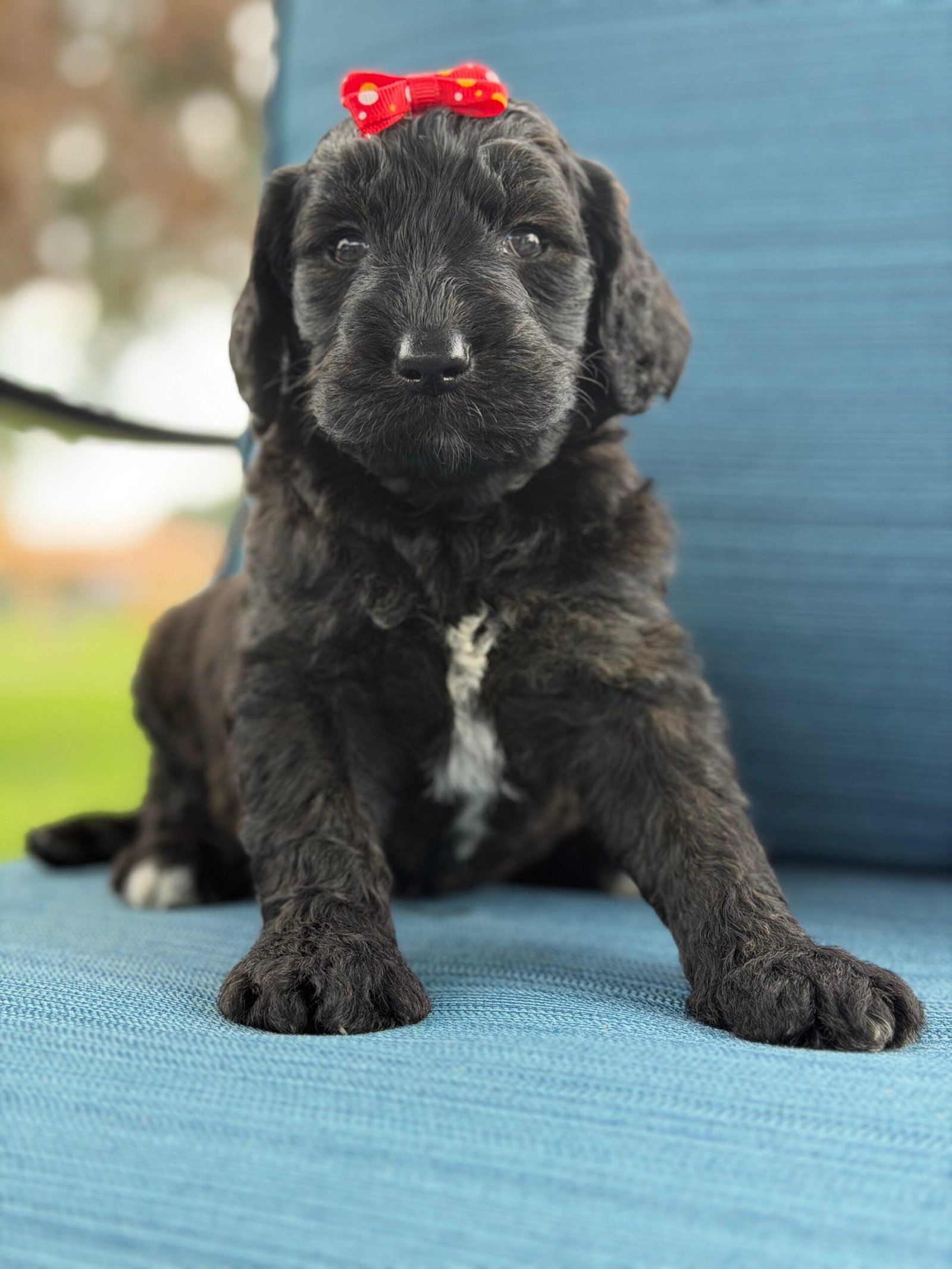 Goldendoodle Puppies for Sale in Naples, Florida | Shalom Goldendoodles by Mary Cute and family-raised goldendoodle puppy for sale in Naples, Florida