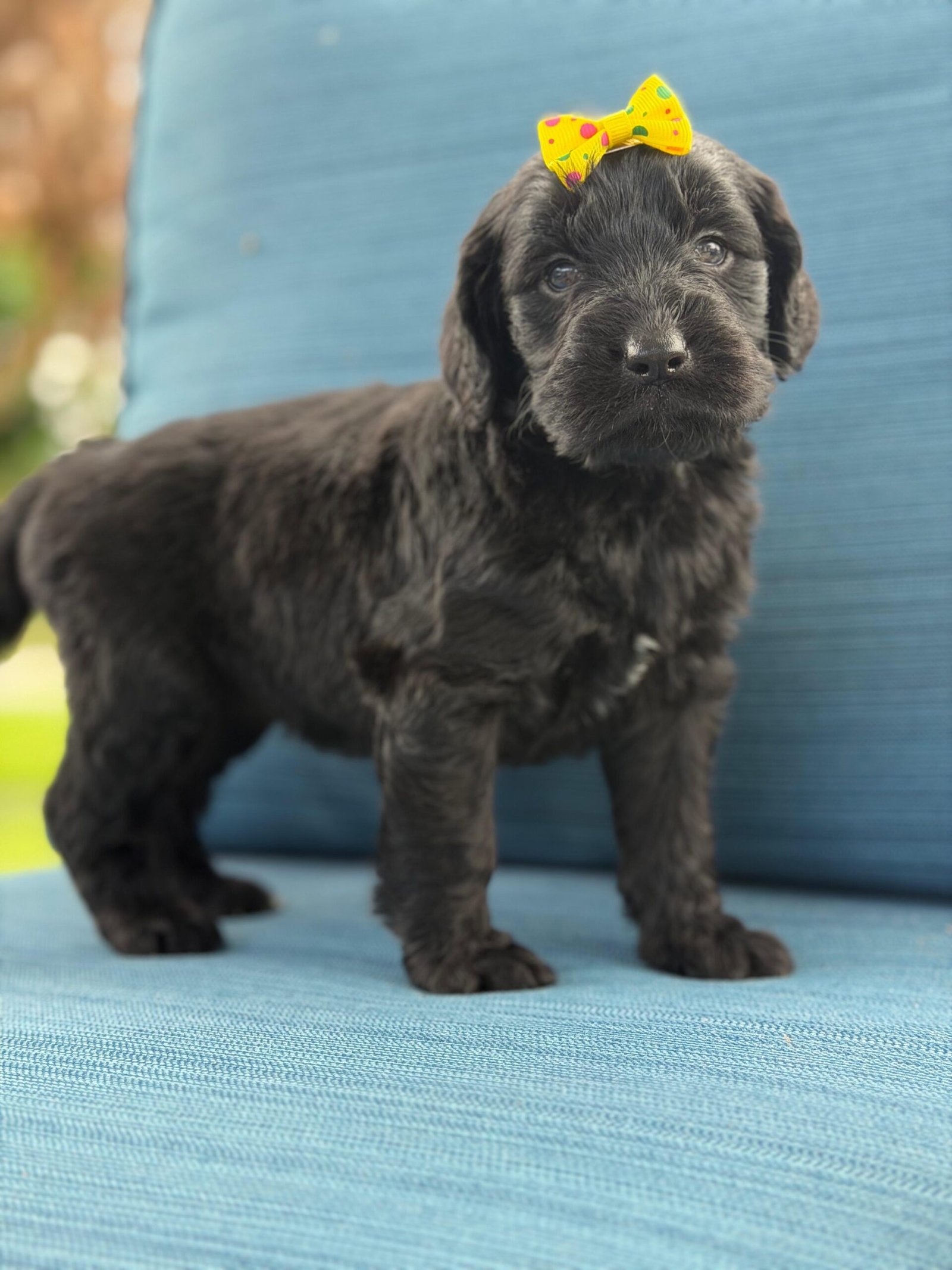 Cute and family-raised goldendoodle puppy for sale in Florida, West Palm Beach