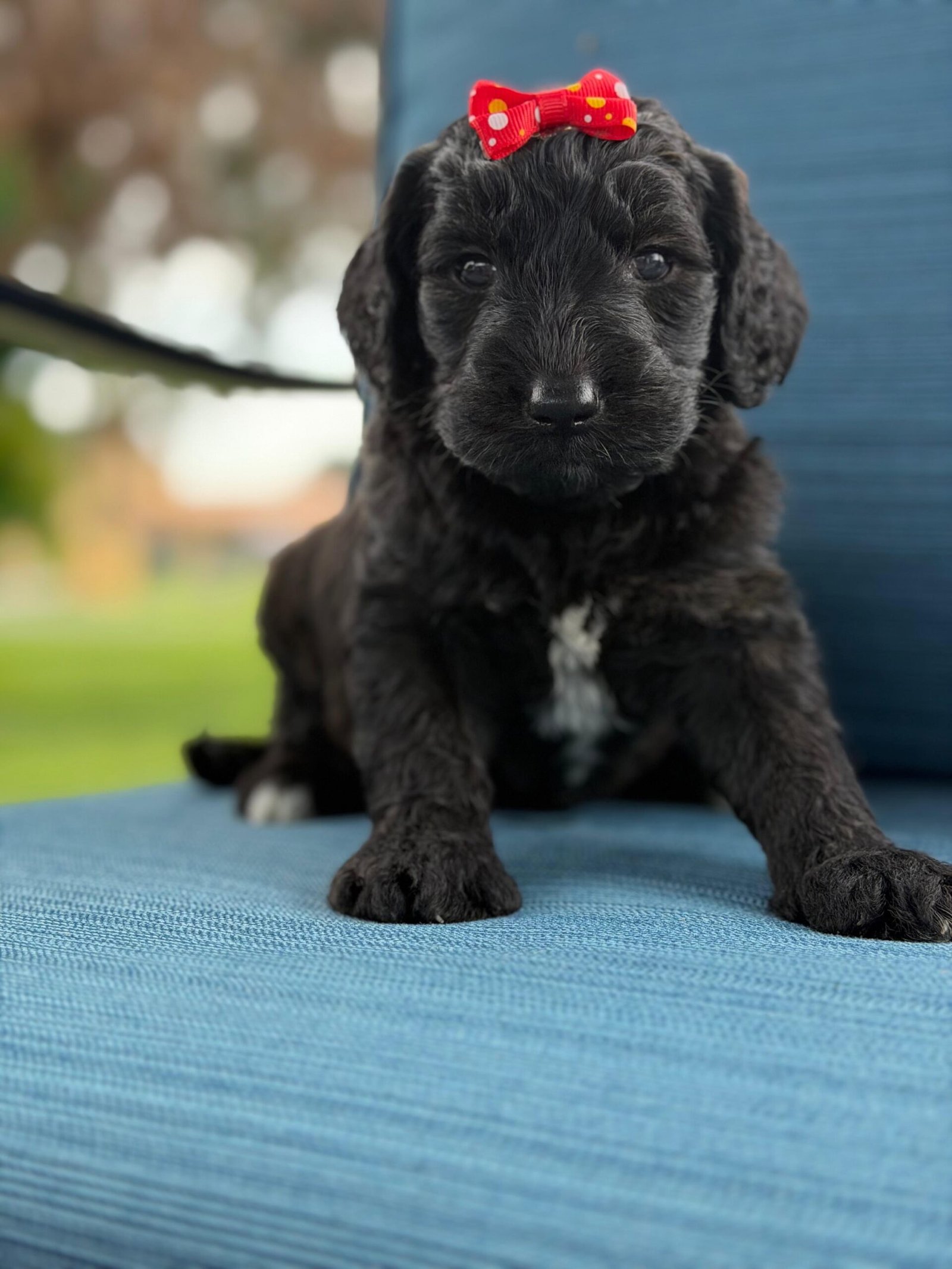 Cute and family-raised goldendoodle puppy for sale in Orlando.
