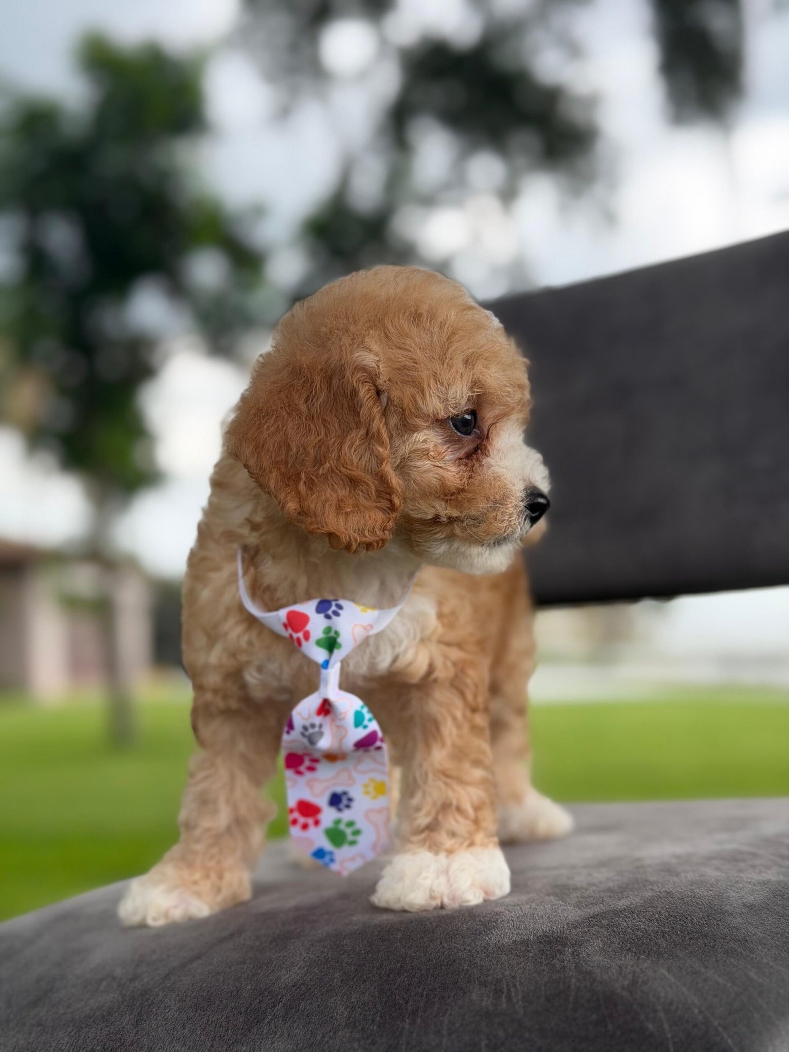 Goldendoodle Puppies for Sale in Boca Raton, FL | Shalom Goldendoodles by Mary Cute and well-raised goldendoodle puppies for sale in Boca Raton, FL.