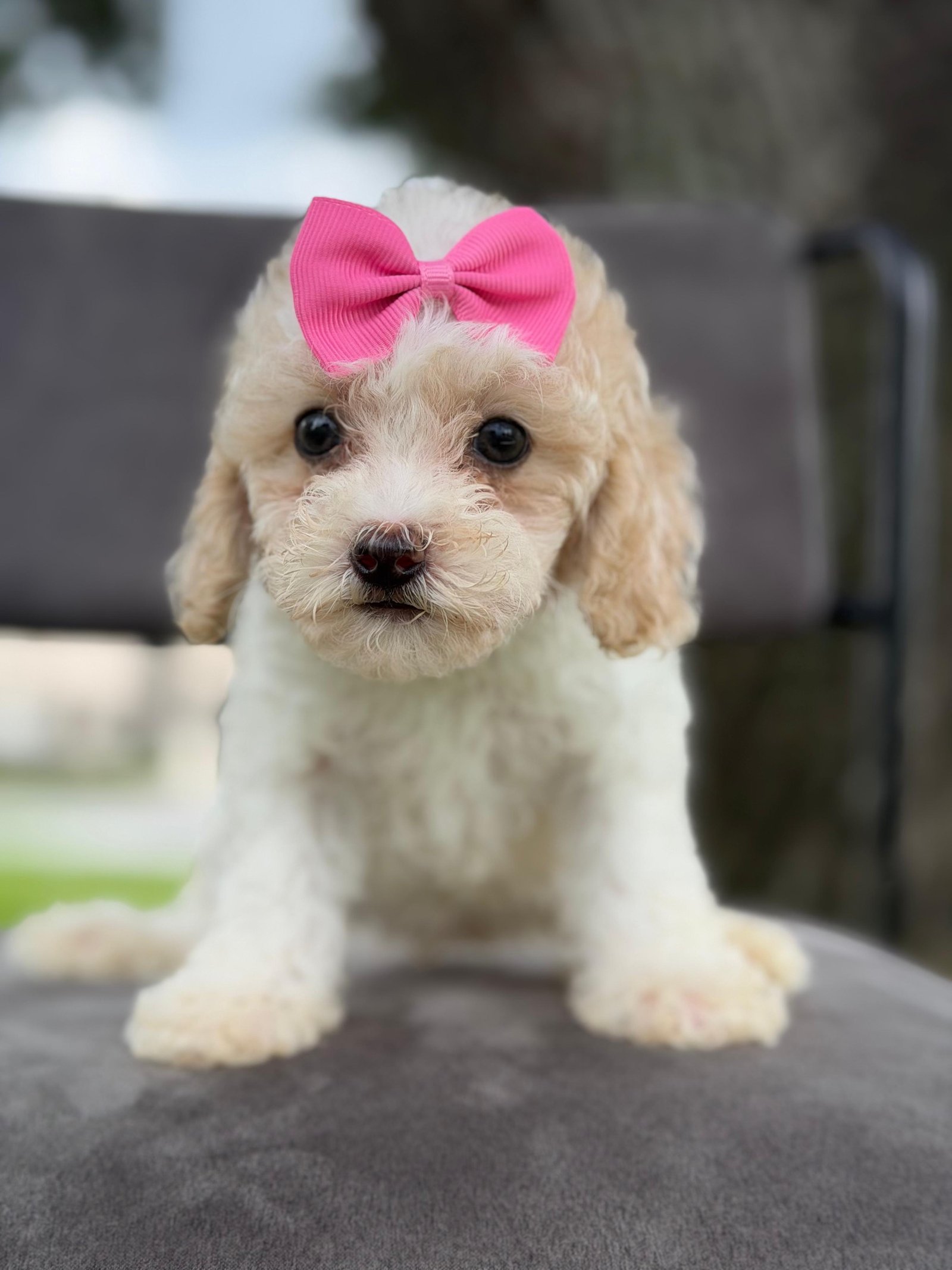 Why Goldendoodles Are the Ultimate Family Dog | Shalom Goldendoodles by Mary c98420b5 09c4 4f70 8945 f021ca845dca