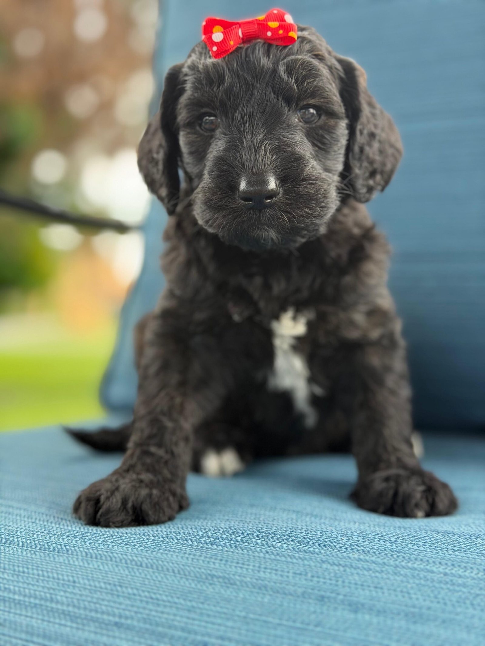 Goldendoodle Puppies for Sale in Boca Raton, FL | Shalom Goldendoodles by Mary Cute and well-raised goldendoodle puppies for sale in Boca Raton, FL.