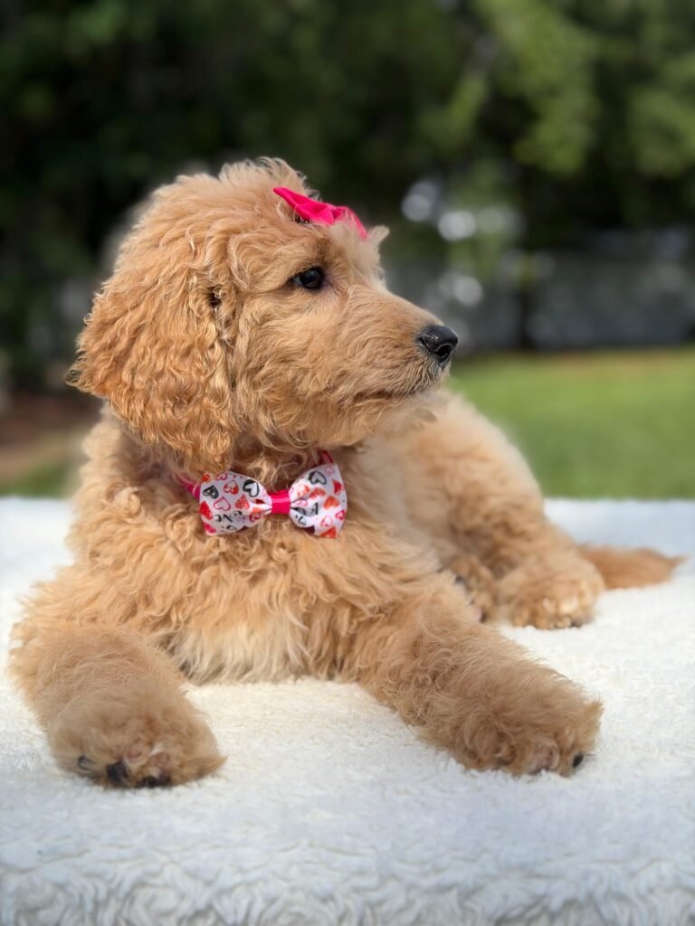 Goldendoodle Puppies