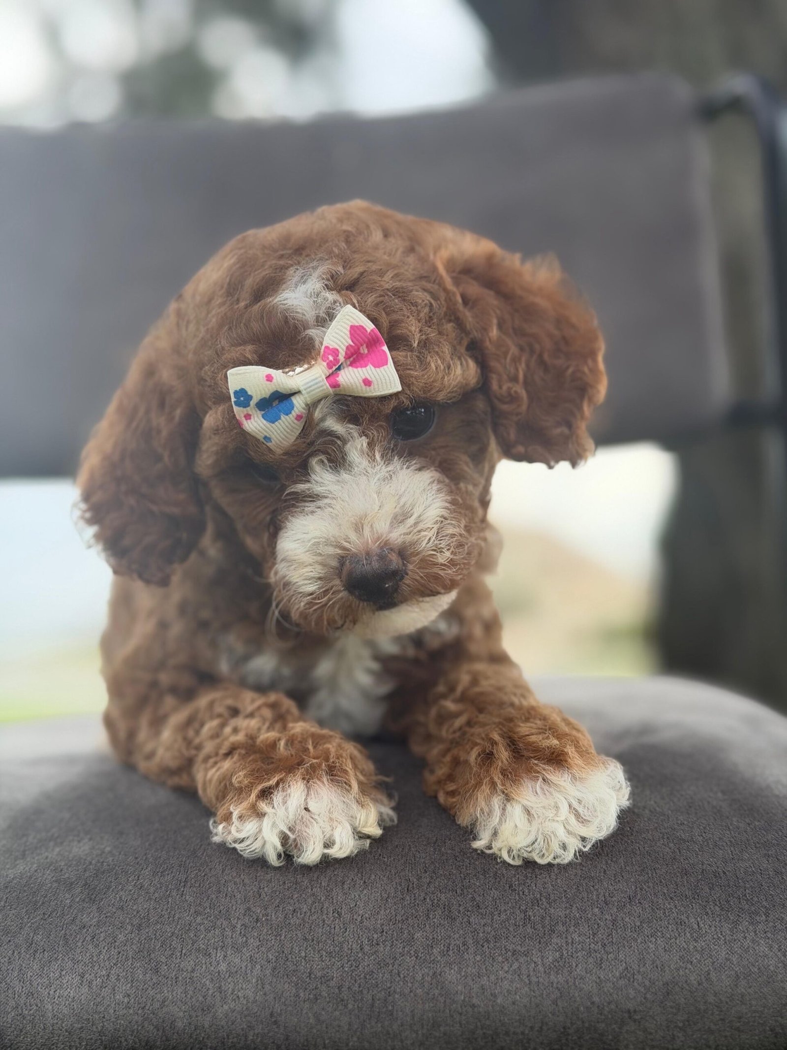 Cute and family-raised goldendoodle puppy for sale in Orlando.