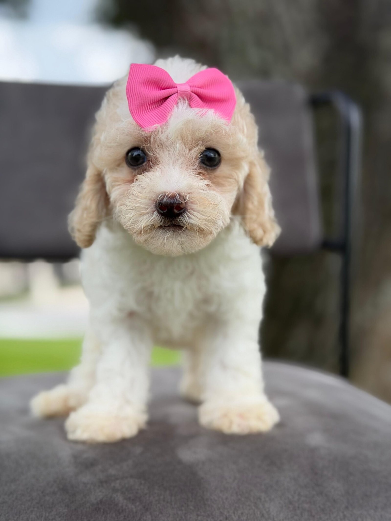 Cute and family-raised goldendoodle puppies for sale in Miami.