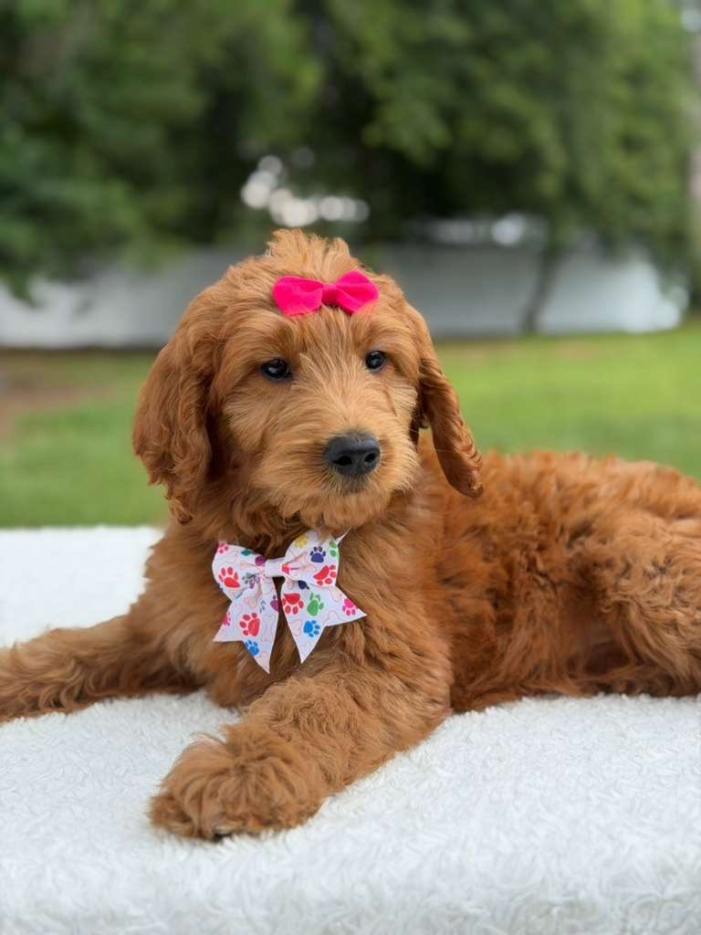 Why Does Choosing an Experienced Goldendoodle Breeder Matter | Shalom Goldendoodles by Mary Goldendoodle Breeder