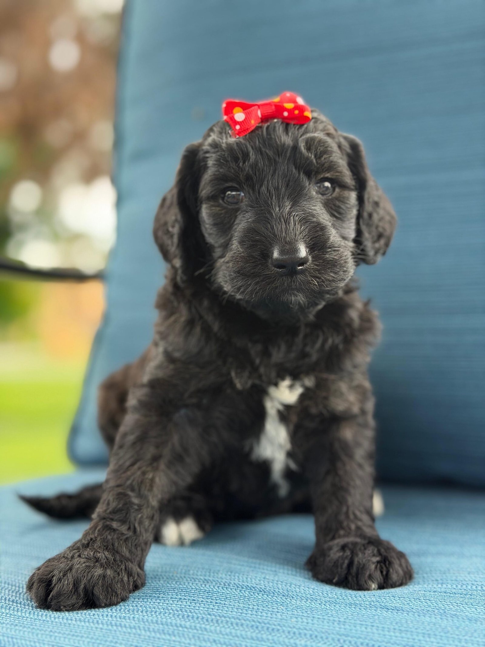 Goldendoodle Puppies for Sale in Sarasota | Shalom Goldendoodles by Mary Cute and family-raised goldendoodle puppy for sale in Sarasota