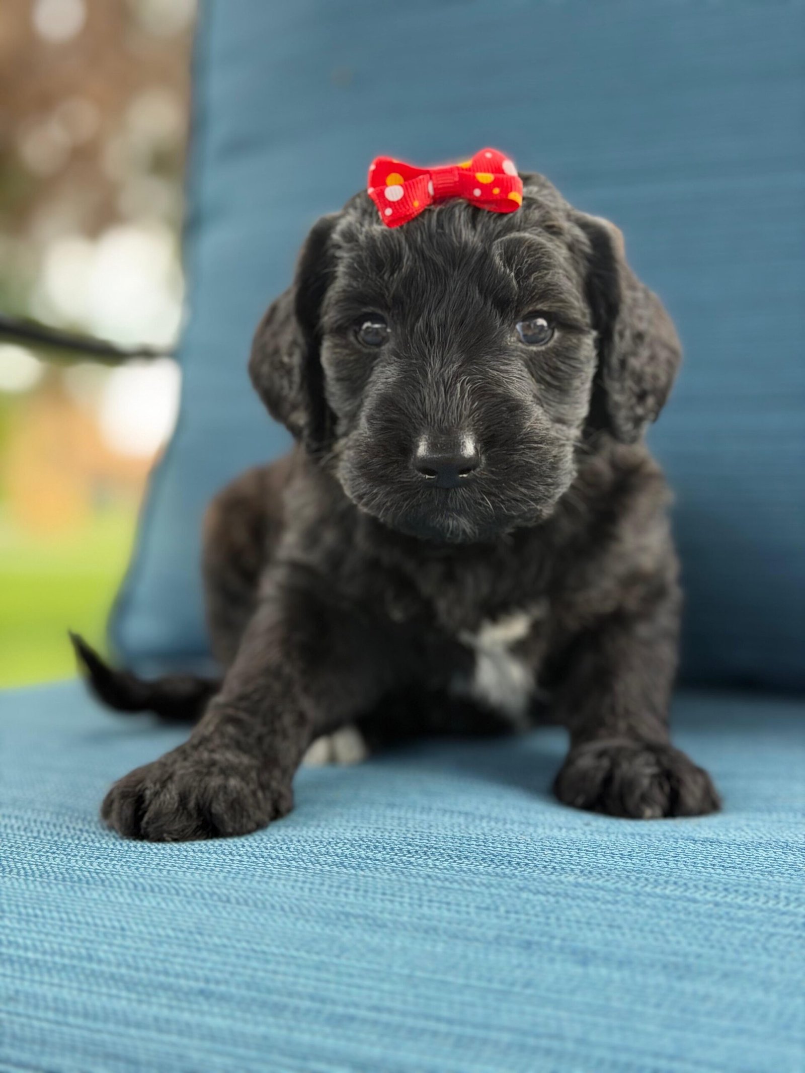 Goldendoodle Puppies for Sale in Sarasota | Shalom Goldendoodles by Mary Cute and family-raised goldendoodle puppy for sale in Sarasota