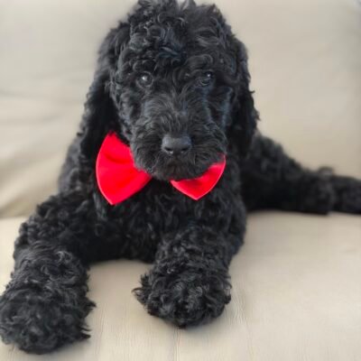 Home | Shalom Goldendoodles by Mary 21f56a41 d201 4ec2 817e 6ef58934dab0 1