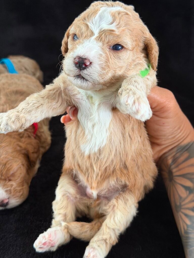 About us | Shalom Goldendoodles by Mary 248cef24 b040 4d80 9f03 fe1869f1eb83 1 scaled