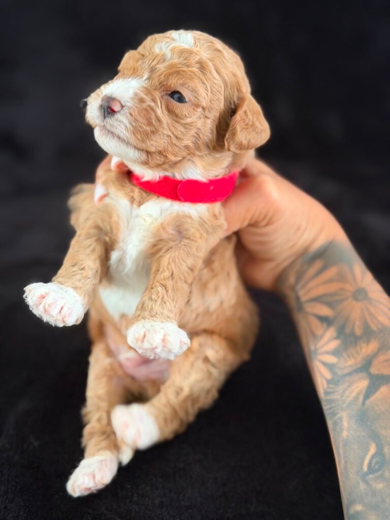 About us | Shalom Goldendoodles by Mary 3d97507f 7fee 4dfa aaf2 0a3640ae240f 1 scaled