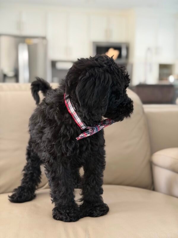 6029e4e4 6eb5 4ccb 8a86 e0434578b8c0